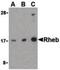 Ras Homolog, MTORC1 Binding antibody, PA5-20129, Invitrogen Antibodies, Western Blot image 