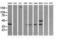 Mitogen-Activated Protein Kinase Kinase 3 antibody, LS-C174559, Lifespan Biosciences, Western Blot image 