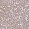 TRNA-YW Synthesizing Protein 5 antibody, PA5-61096, Invitrogen Antibodies, Immunohistochemistry frozen image 