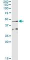 Apoptosis Inducing Factor Mitochondria Associated 2 antibody, H00084883-M09, Novus Biologicals, Immunoprecipitation image 