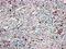 G Protein-Coupled Receptor 171 antibody, NLS1226, Novus Biologicals, Immunohistochemistry frozen image 
