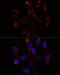 YTH Domain Containing 2 antibody, 15-826, ProSci, Immunofluorescence image 