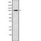  antibody, abx216718, Abbexa, Western Blot image 