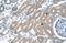 Cadherin 8 antibody, NBP1-59221, Novus Biologicals, Immunohistochemistry frozen image 