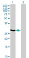 Major Histocompatibility Complex, Class II, DO Alpha antibody, H00003111-B02P, Novus Biologicals, Western Blot image 