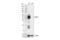 Leukocyte Associated Immunoglobulin Like Receptor 1 antibody, 60061S, Cell Signaling Technology, Western Blot image 