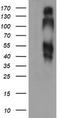 B And T Lymphocyte Associated antibody, LS-C174403, Lifespan Biosciences, Western Blot image 