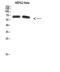 NOP56 Ribonucleoprotein antibody, A04335, Boster Biological Technology, Western Blot image 