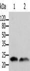 ADP Ribosylation Factor 1 antibody, CSB-PA957575, Cusabio, Western Blot image 