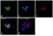 ISG15 Ubiquitin Like Modifier antibody, PA5-31865, Invitrogen Antibodies, Immunofluorescence image 