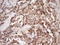 Peptidylprolyl Cis/Trans Isomerase, NIMA-Interacting 4 antibody, LS-C340496, Lifespan Biosciences, Immunohistochemistry frozen image 