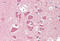 Twisted Gastrulation BMP Signaling Modulator 1 antibody, MBS249196, MyBioSource, Immunohistochemistry frozen image 