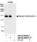 SLIT-ROBO Rho GTPase Activating Protein 1 antibody, NB100-60649, Novus Biologicals, Western Blot image 