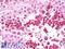 Intraflagellar Transport 57 antibody, LS-B7734, Lifespan Biosciences, Immunohistochemistry frozen image 