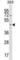 StAR Related Lipid Transfer Domain Containing 7 antibody, abx030452, Abbexa, Western Blot image 