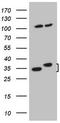 WD Repeat Domain 61 antibody, LS-C340333, Lifespan Biosciences, Western Blot image 