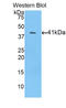 Bone Morphogenetic Protein 10 antibody, LS-C293027, Lifespan Biosciences, Western Blot image 