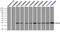 Crystallin Alpha B antibody, LS-C114695, Lifespan Biosciences, Immunoprecipitation image 