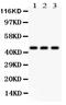 Phosphoserine antibody, MA1084, Boster Biological Technology, Western Blot image 