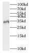 Crystallin Mu antibody, FNab05426, FineTest, Western Blot image 