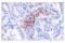 CD226 Molecule antibody, 66631S, Cell Signaling Technology, Immunohistochemistry frozen image 