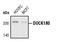 Dedicator Of Cytokinesis 1 antibody, MA5-15010, Invitrogen Antibodies, Western Blot image 