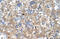 Peroxisomal Biogenesis Factor 3 antibody, 30-153, ProSci, Immunohistochemistry paraffin image 