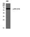 Neurofibromin 2 antibody, STJ90932, St John