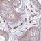 Zinc Finger Protein 35 antibody, PA5-62503, Invitrogen Antibodies, Immunohistochemistry frozen image 