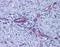 Prostaglandin E Receptor 2 antibody, orb95049, Biorbyt, Immunohistochemistry paraffin image 