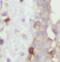 ZIPK antibody, FNab09644, FineTest, Immunohistochemistry frozen image 