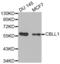Cbl Proto-Oncogene Like 1 antibody, abx002521, Abbexa, Western Blot image 