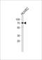 Origin Recognition Complex Subunit 2 antibody, LS-C163269, Lifespan Biosciences, Western Blot image 