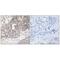 Autophagy Related 4C Cysteine Peptidase antibody, A09728-1, Boster Biological Technology, Immunohistochemistry frozen image 