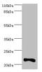 Interferon Alpha 10 antibody, CSB-PA011033LA01HU, Cusabio, Western Blot image 