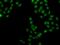 Transcription factor SOX-5 antibody, GTX33514, GeneTex, Immunocytochemistry image 