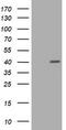 PCNA antibody, TA800880AM, Origene, Western Blot image 