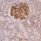 Translocator Protein 2 antibody, NBP2-49501, Novus Biologicals, Immunohistochemistry paraffin image 