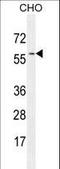 GTP Binding Protein 2 antibody, LS-C166735, Lifespan Biosciences, Western Blot image 