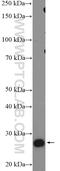 Golgi SNAP Receptor Complex Member 1 antibody, 16106-1-AP, Proteintech Group, Western Blot image 