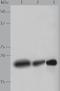 Histone H3 antibody, TA322844, Origene, Western Blot image 