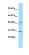 Transmembrane Protein 266 antibody, orb325795, Biorbyt, Western Blot image 