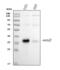 Quiescin Sulfhydryl Oxidase 1 antibody, PA2284, Boster Biological Technology, Western Blot image 