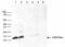 Histone Cluster 1 H2A Family Member E antibody, CI1078, Boster Biological Technology, Western Blot image 