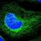 Transmembrane Protein 138 antibody, NBP1-92528, Novus Biologicals, Immunofluorescence image 