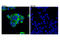 Mucin 1, Cell Surface Associated antibody, 14161S, Cell Signaling Technology, Immunofluorescence image 