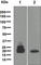 CD3g Molecule antibody, ab134096, Abcam, Western Blot image 