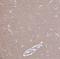 Limb And CNS Expressed 1 antibody, NBP2-31556, Novus Biologicals, Immunohistochemistry paraffin image 