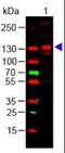 Collagen Type III Alpha 1 Chain antibody, orb86843, Biorbyt, Western Blot image 