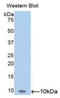 Serpin Family B Member 4 antibody, LS-C296501, Lifespan Biosciences, Western Blot image 